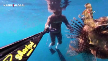 Ölü sandığı zehirli aslan balığı böyle saldırdı, hastanelik olduğu anlar kamerada