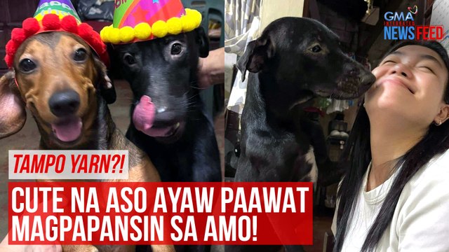 TAMPO YARN?! Cute na aso ayaw paawat magpapansin sa amo! | GMA Integrated Newsfeed