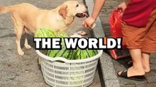 SMARTEST DOG IN THE WORLD! #animalstories #pets #funny #dogs #cute #dog
