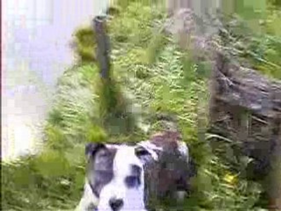 Bétisier2 chouchou plongeons avril2008