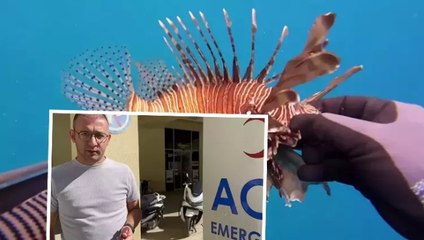 Ölü sandığı zehirli aslan balığı hastanelik etti