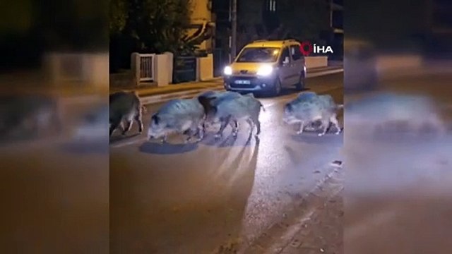 Marmaris'in yeni sakinleri! Yine CHP yine domuz! CHP’li belediye sokakları domuzlara teslim etti!