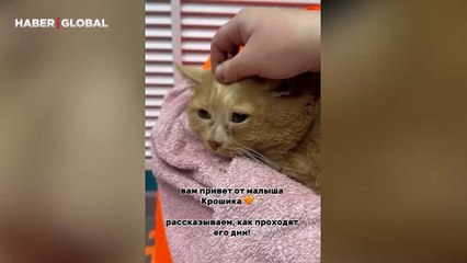 Diyete giren 'dünyanın en şişman kedisi' hayatını kaybetti!