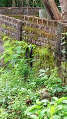 Big snake VID-20241030-WA0000