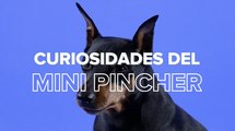 Mini pincher: todo lo que debes saber del perro también llamado pinscher miniatura