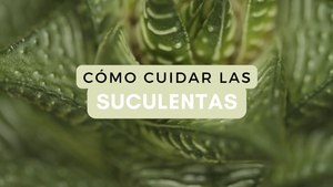 25 clases de suculentas con fotos para que las identifiques fácilmente
