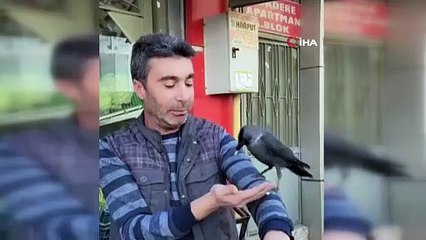 Mahallelinin başının tatlı belası karga Elazığ'ın maskotu oldu