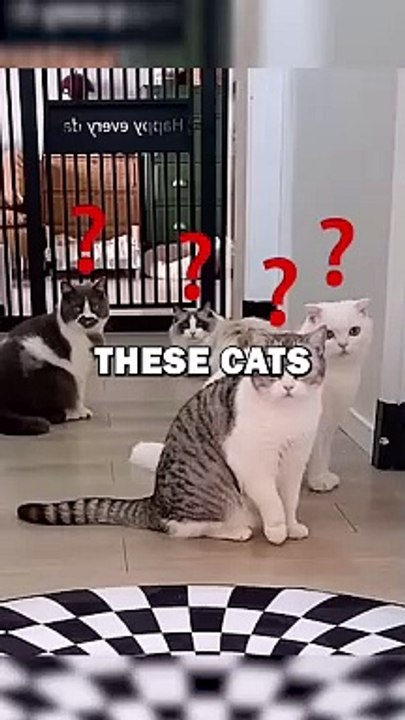 ILLUSION RUG VS CATS