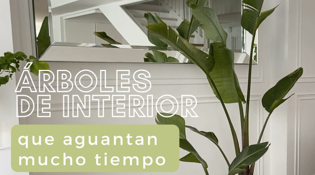 Árboles de interior resistentes que aguantarán muuucho tiempo