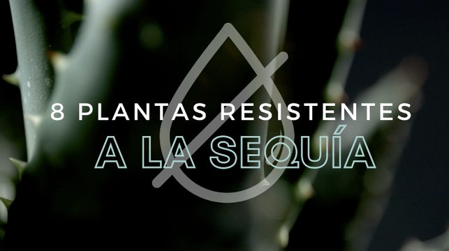 10 plantas resistentes a la sequía: la solución perfecta a la falta de lluvias para un jardín o terraza bonitos