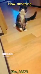 __How Amazing__ #cat #shortsvideo #amazing #funny @Star_14672