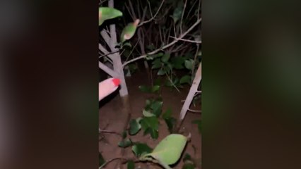 Una chica atrapada por la DANA pide ayuda agarrada a un árbol en Paiporta: "Es como si estuviera en medio del mar"