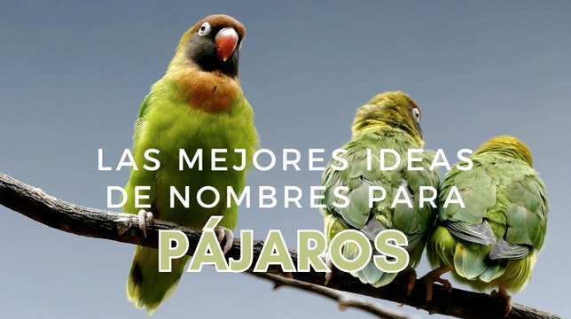 Nombres de pájaros: más de 150 ideas para machos y hembras