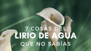 Cala o lirio de agua: significado, cuidados y características de la flor más sencilla y elegante de todas