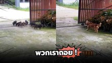 อู๊ด อู๊ดดด… แก๊งลูกหมูเข้าผิดบ้าน งานนี้เจอเจ้าถิ่น !
