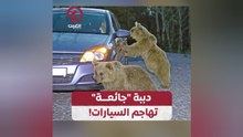 دببة "جائعة" تهاجم السيارات!