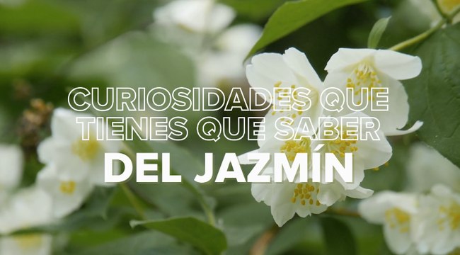Jazmín: cuidados en maceta y jardín, tipos y características