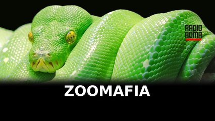 L'ultimo rapporto dell'Osservatorio Zoomafia della Lav: quanti procedimenti a Roma?