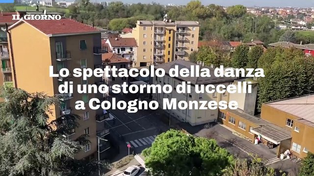 Lo spettacolo della danza di uno stormo di uccelli a Cologno Monzese