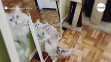 Einzigartige Augen: Sibirische Katze wird zur Internet-Sensation!