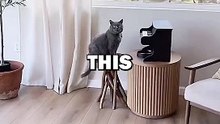 PIANO CAT! #animalstories #pets #cat #funny #cute #animals