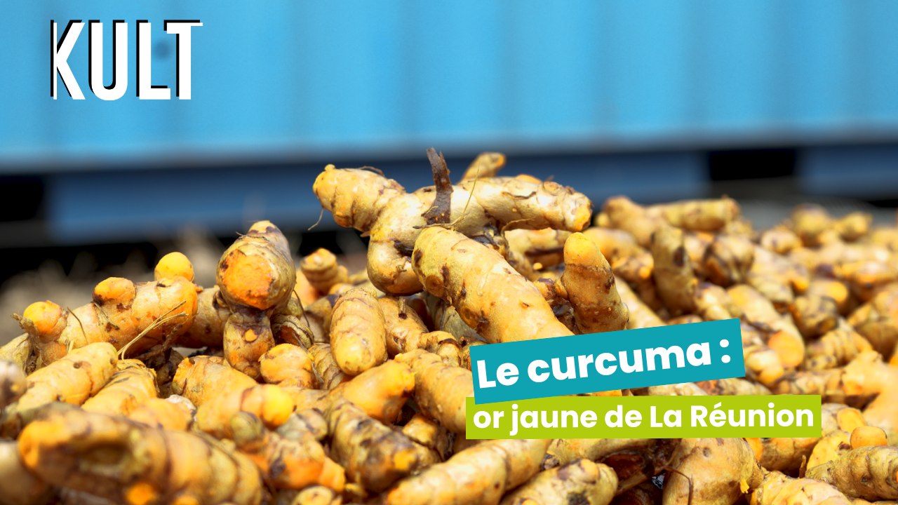 Le curcuma : or jaune de La Réunion