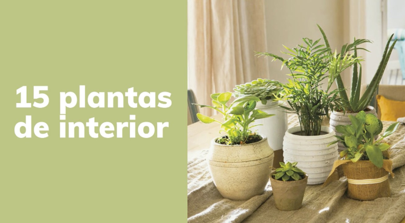 ¿No sabes qué plantas poner en un recibidor sin luz natural? Estas 14 plantas aguantan en espacios poco luminosos