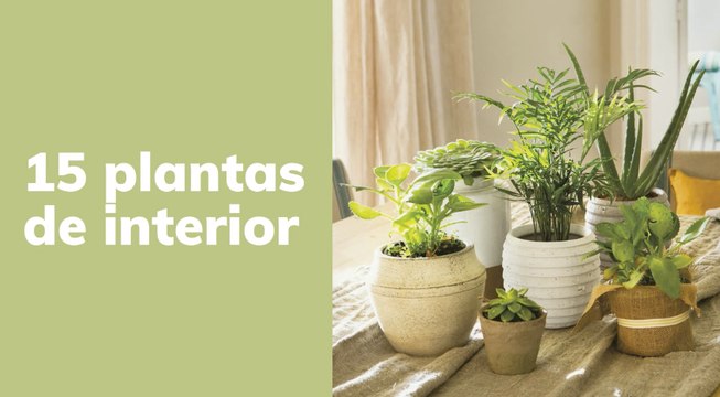 ¿No sabes qué plantas poner en un recibidor sin luz natural? Estas 14 plantas aguantan en espacios poco luminosos