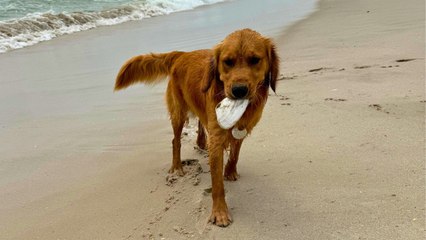 Clever Dog Hunts For 'Treasure' On Beach And Brings To Owner | Wild-ish TV
