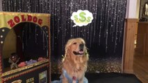 Golden Retriever Acts as Fortune Teller and Girl for Halloween