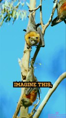 The Astonishing Echolocation of Bats!