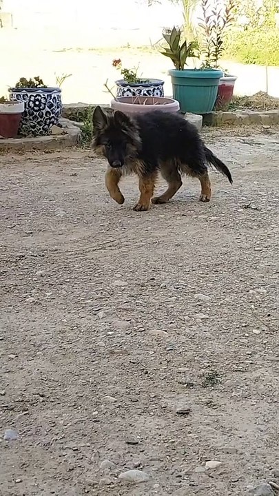 My Dog