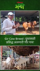 जगात प्रसिद्ध गीर गाय