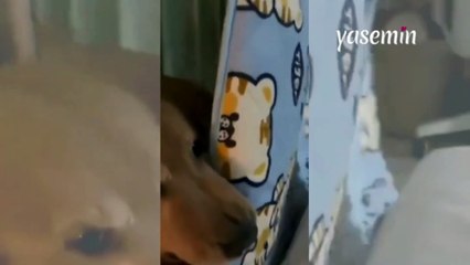 Sahibinin yanına yatağıyla beraber gitti! Gece yalnız uyumaktan korkan köpek...