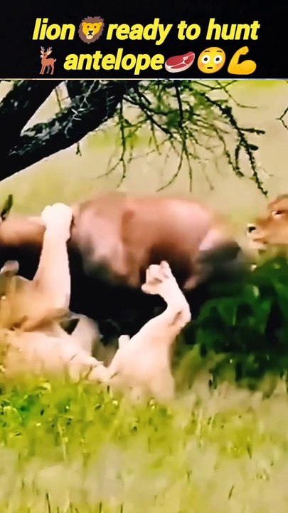 Lionattacks antelope | lion hunting | cute lion cubs | #trending #animal #wild