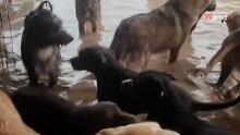 Perros con el agua al cuello en Valencia: refugios destrozados lanzan un SOS urgente para salvar a sus animales