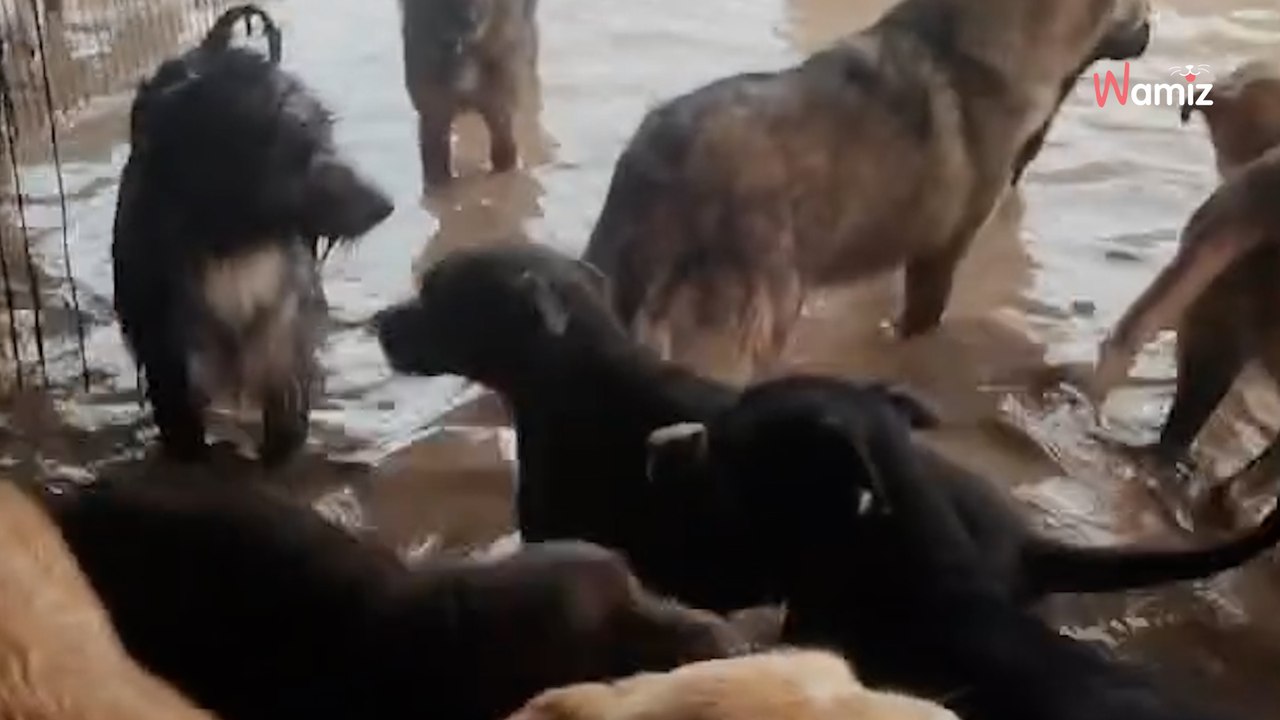 Perros con el agua al cuello en Valencia: refugios destrozados lanzan un SOS urgente para salvar a sus animales