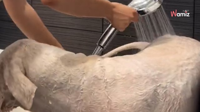 Kobieta chce zaoszczędzić i sama strzyże psa: 3 mln osób nie wie, czy śmiać się, czy płakać