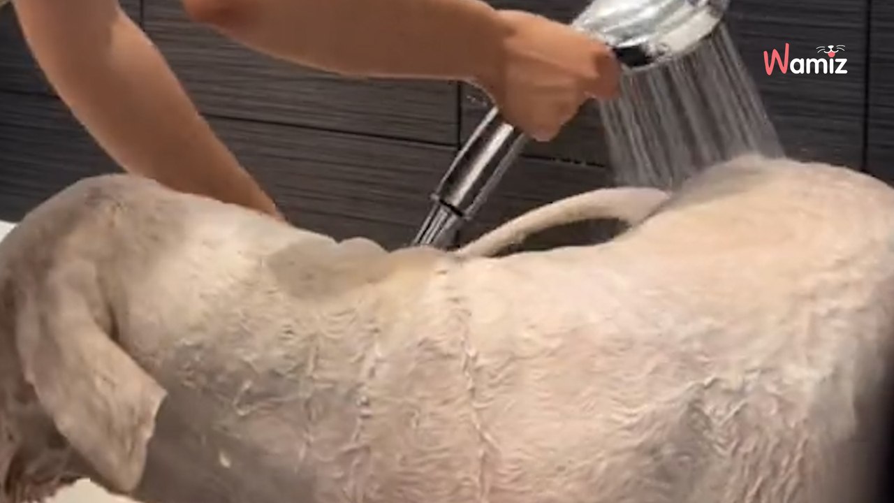 Kobieta chce zaoszczędzić i sama strzyże psa: 3 mln osób nie wie, czy śmiać się, czy płakać