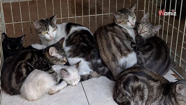 Normandie : une association est débordée par le nombre de chats sauvés après l'incendie d'un appartement