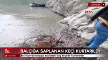 Erzincan'da balçığa saplanan dağ keçisini kurtardılar