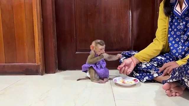 The Viral Adventures of Yuri & Mini: Internet’s Cutest Baby Monkeys!