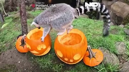 No Comment. Halloween au Zoo, les animaux ont aussi droit à des citrouilles !