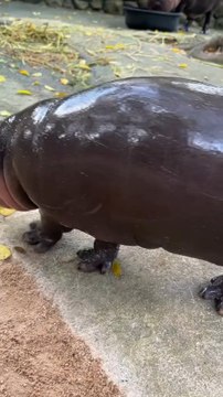 The Most Officially Amazing Animal Baby Eating Food Follow For More Videos Have Virelreels Growaccount ...!!