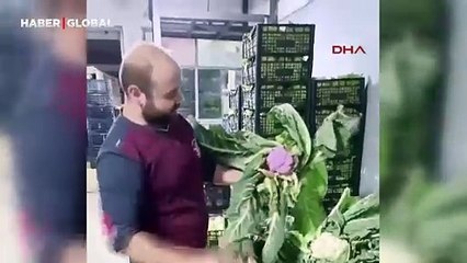 Hale gelen meyve-sebze arasında dikkat çeken ürün: Besin değeri oldukça yüksek