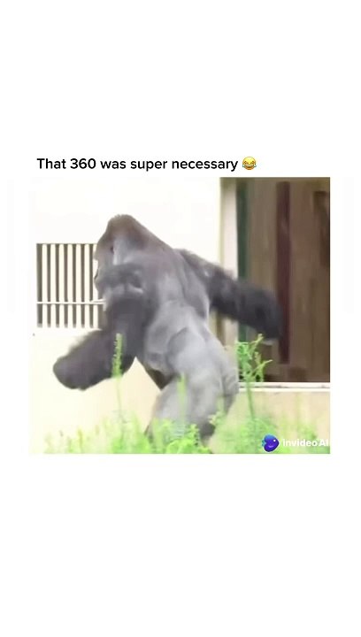 Hey guys! Alex here to explain.  So basically here we can see 2 gorillas in the rain, they don’t like rain and hence try to protect themselves from it. One of them is chilling outside and the other one proceeds to go ins