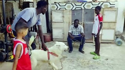 From Siberia to the Sahara, huskies are all the rage in Mauritania