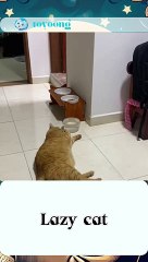 Meet the laziest cat ever! #reels    #cats #halloween #lazykittens #funnycats #pawsforadrink #sleepysippers #catantics #quirkycats #lazydrinker #fourleggeddrinkers #catnapsip #felinefunny
