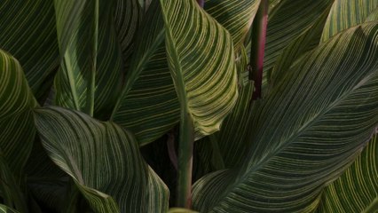 " Starlight Promises"-ROMANTIC LOVE SONG