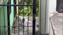 Hombre que fue atacado por perros Pitbull en SFM narra lo sucedido